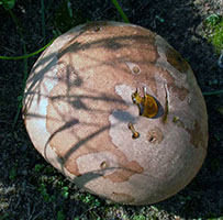 Calvatia cyathiformis 